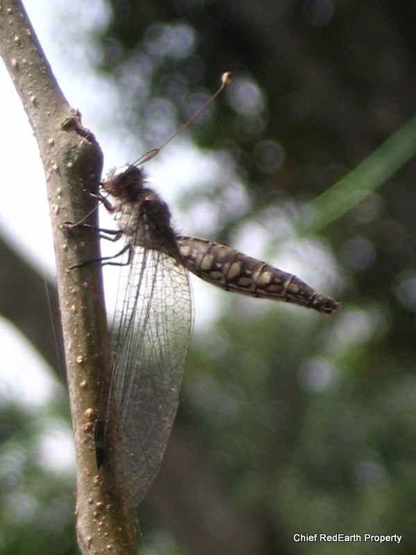 Owlfly (Neuroptera: Ascalaphidae)