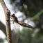 Owlfly (Neuroptera: Ascalaphidae)