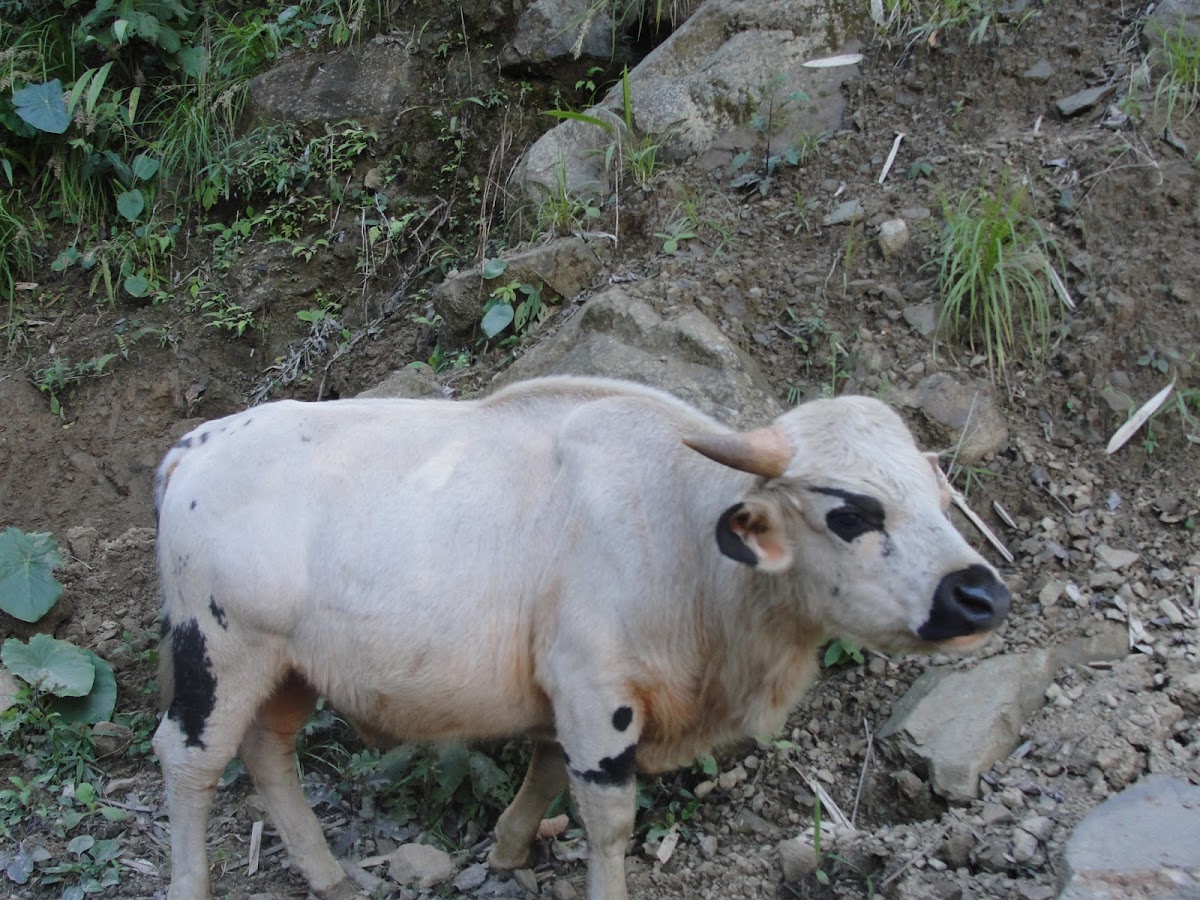 Mithun Bull
