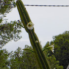 Peruvian Apple Cactus