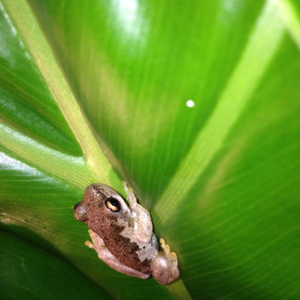 Bleating Tree Frog Project Noah