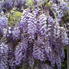 Chinese wisteria