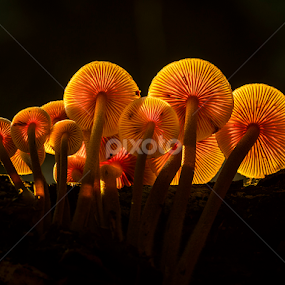 Like lamps in the dark by Peter Samuelsson - Nature Up Close Mushrooms & Fungi