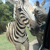 Burchell S Zebra