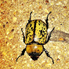Eastern hercules beetle