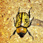 Eastern hercules beetle