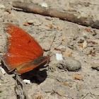Goatweed Leafwing Butterfly