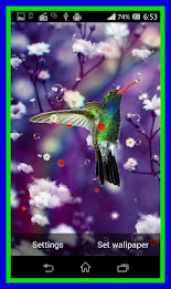 Humming Bird Live Wallpaper poster 7
