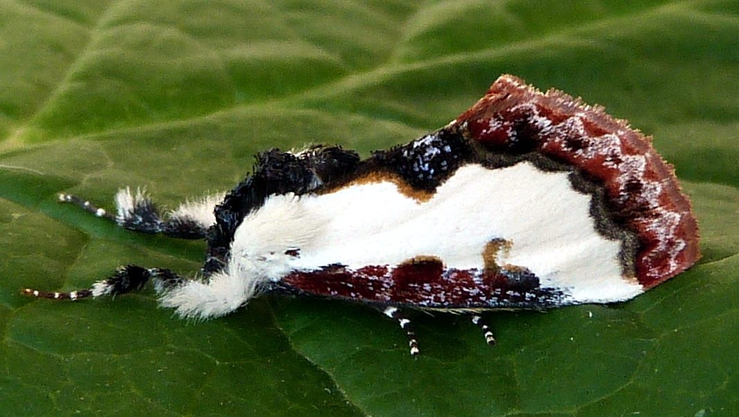 Pearly Wood Nymph Moth