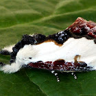 Pearly Wood Nymph Moth