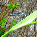 Blue dasher dragonfly