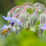 Honey...I love you by Leka Huie -  
