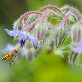 Honey...I love you by Leka Huie - Flowers Flower Gardens
