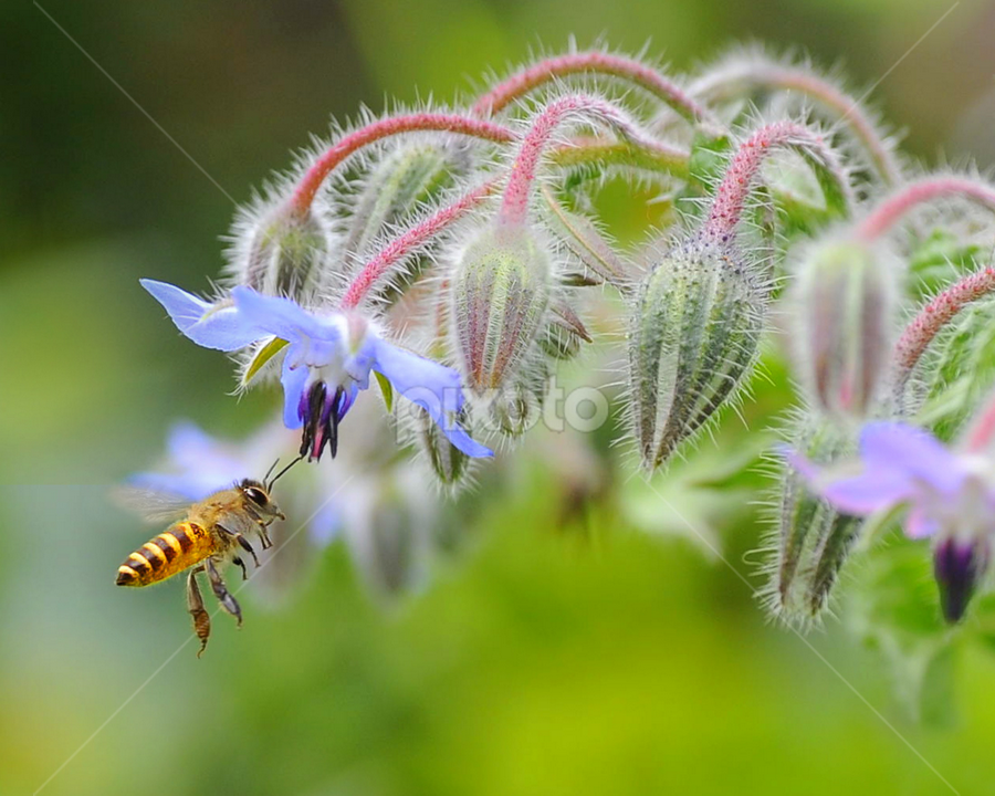 Honey...I love you by Leka Huie - Flowers Flower Gardens