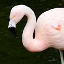 Chilean Flamingo