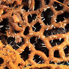 Pretzel Slime colonized by the fungus Polycephalomyces tomentosus