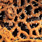 Pretzel Slime colonized by the fungus Polycephalomyces tomentosus