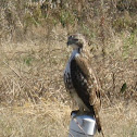 Red-tailed Hawk