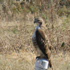 Red-tailed Hawk