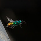 Jewel Wasp
