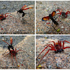Giant Spider-Wasp VS. Huntsman Spider
