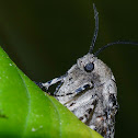 Carpenterworm moth