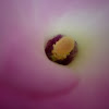 Cala rosa. Pink Calla