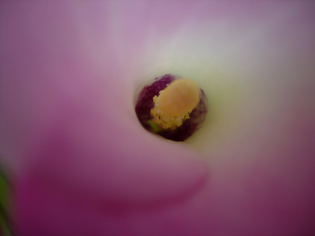 Cala rosa. Pink Calla