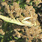 Mediterranean Mantis