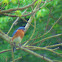 Eastern Bluebird