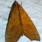 Yellow Scallop Moth