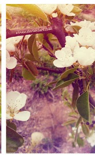 Free Danbo Wind Of Gold Live Wallpa APK for Android