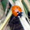 Seven Spotted Lady bug