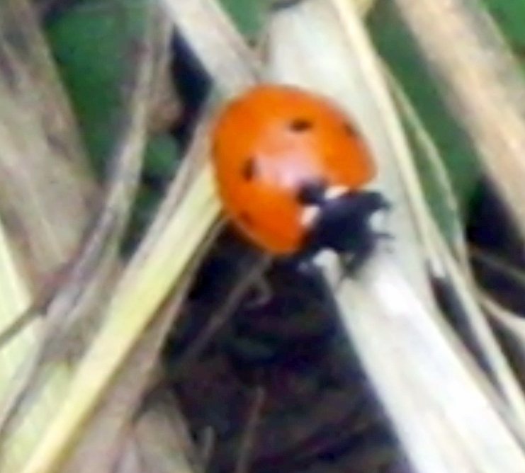 Seven Spotted Lady bug