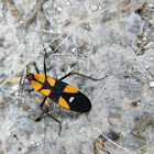 Six-spotted milkweed bug