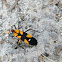 Six-spotted milkweed bug