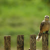 Chalk-browed Mockingbird