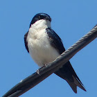 Blue and White Swallow