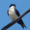 Blue and White Swallow