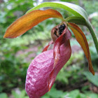 Pink Lady Slipper