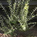 Salix Integra A.K.A Salix Hakuro Nishiki