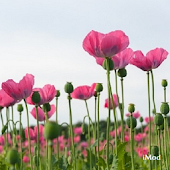 Pink Wallpapers