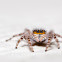 Jumping Spider