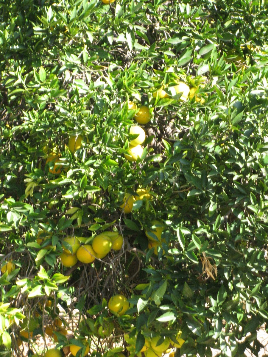 Valencia Orange Tree Project Noah