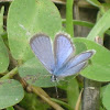 Hemiargus blue