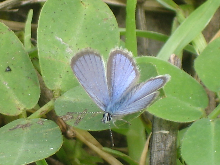 Hemiargus blue