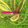 Crimson Marsh Glider (male)