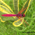 Crimson Marsh Glider (male)