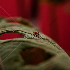 Ladybug by Ndang Chun - Animals Insects & Spiders