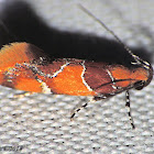 Orange-headed Epicallima Moth